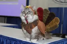 turkeycat.webp turkeycat.webp