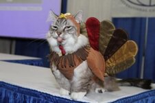 turkeycat.jpg