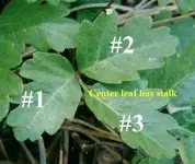 Poison_Oak.webp