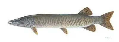 800px-Muskellunge_USFWS.webp