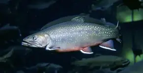 Brook Trout.webp