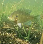 Blue Gill.webp