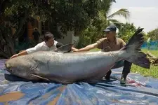 catfish1.webp