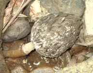 fungi409.webp