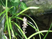 Monkey grass.webp