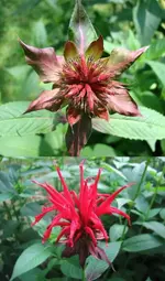 BeeBalm BeforeAfter.webp