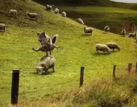 leapdog.webp