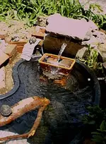 pond 8.webp