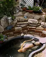 pond n turtle good3.webp