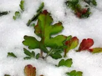 SNOW 2   1-14-06.webp