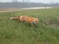 Fox Trot.webp Fox Trot.webp