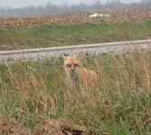 Peeking Fox.webp Peeking Fox.webp