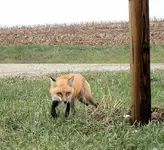 Fox Is Gonna Get Ya.webp Fox Is Gonna Get Ya.webp
