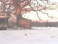 Tree 2.webp