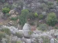 ALPHA ROCK 009.webp