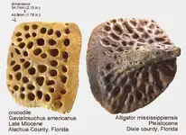 croc_osteoderms.webp