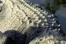 exp-alligator-scales.webp