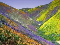 Shandon flowers.webp