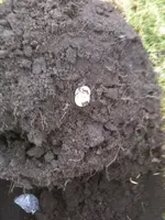 image-1398859096.webp