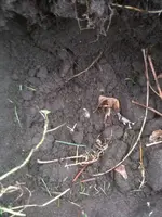 image-1772176165.webp