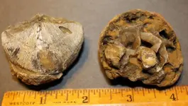 IMG_6665 (1024x580).webp