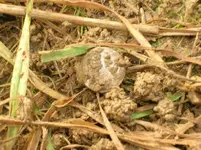 Half Dime - dirt.webp