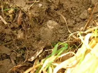 Two Reale - dirt.webp
