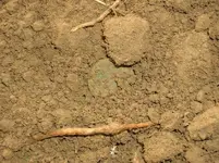 Half Cent - dirt.webp