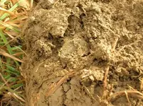 KG II -dirt.webp