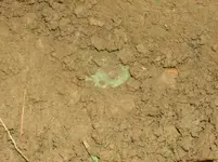 Tom's Dandy Button - dirt.webp
