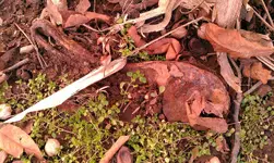 IMAG0281.webp IMAG0281.webp