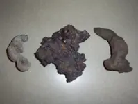 Coprolite 001.webp