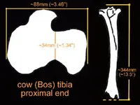 tibiacowproximaldrawing.webp