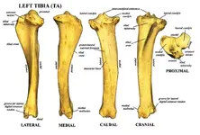 Left Tibia (TA).webp