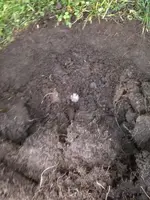 image-1055252904.webp