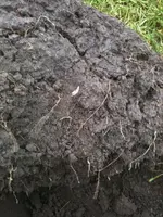 image-2201203785.webp