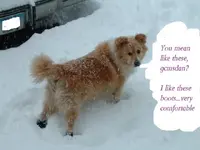 DSCF0037.webp