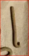 shoebuttonhook.webp