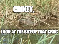 croc.webp