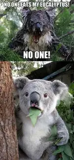 koala.webp