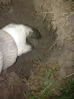 image-3349754836.webp