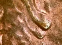 1984 DDO Ear.webp