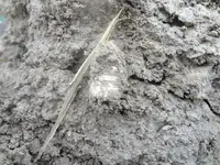 Metal Detecting 2013 041.webp