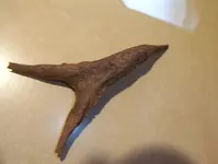 forked bone 005.webp