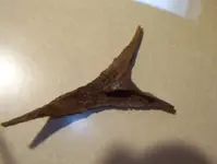 forked bone 006.webp
