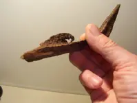 forked bone 007.webp