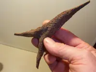 forked bone 008.webp