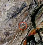Sew Cave-coyote3cropA.webp