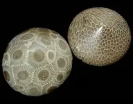 petoskey+stones.webp