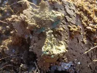 Metal Detecting 2013 005.webp